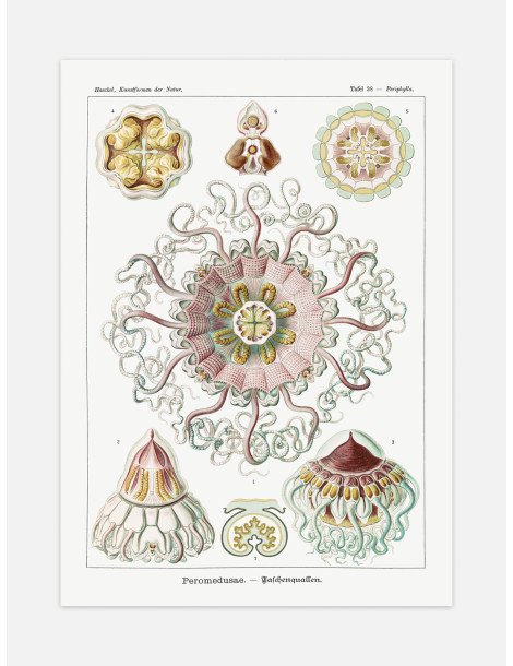 Ernst Haeckel - Artforms in nature - No. 38 Poster