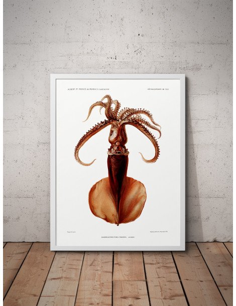 Squid Poster