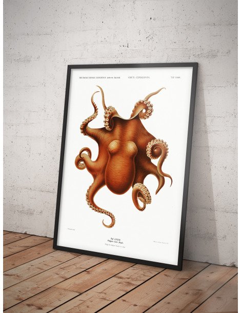 Octopus Poster
