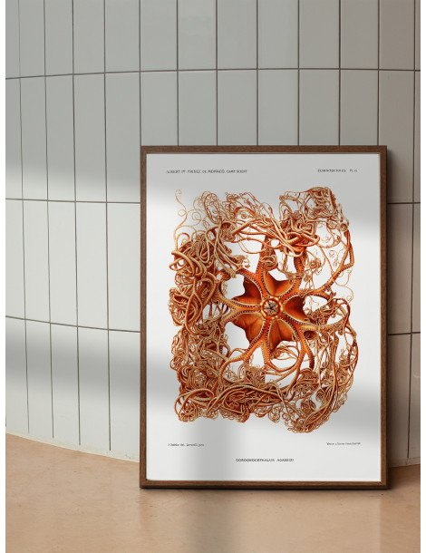 Basket star