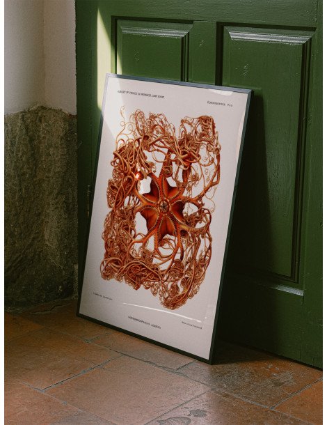 Basket star