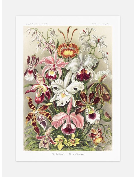 Ernst Haeckel - Artforms in nature - No. 74 Poster
