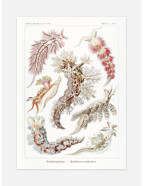 Ernst Haeckel - Artforms in nature - No. 43 Poster