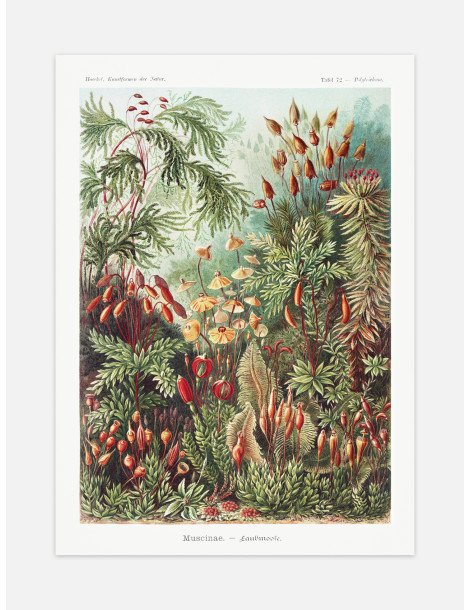 Ernst Haeckel - Artforms in nature - No. 72 Poster
