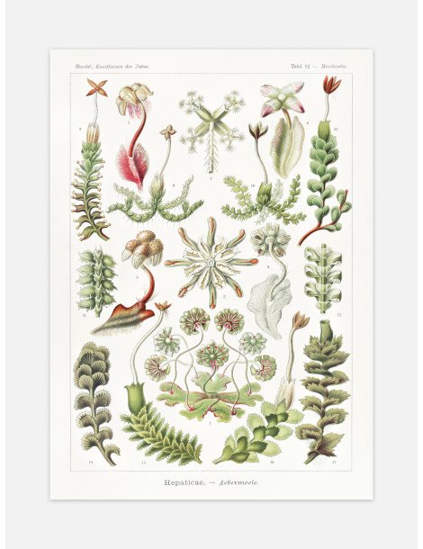 Ernst Haeckel - Artforms in nature - No. 82