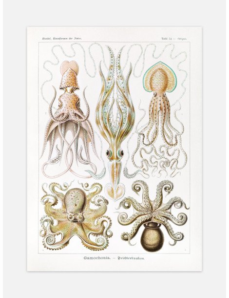Ernst Haeckel - Artforms in nature - No. 54